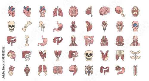 Human Anatomy Organs Collection Detailed Medical Illustrations.