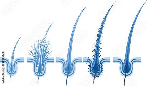 Detailed Human Hair Follicle Anatomy and Growth Cycle Vector Illustration for Scalp Health, Dermatology Education, Hair Loss Treatment, and Professional Salon Medical Diagrams