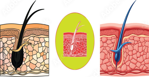 Anatomical Hair Follicle Structure Set Featuring Detailed Skin Cross Section Diagrams for Dermatology Medical Education Hair Care Treatment and Scalp Health Analysis