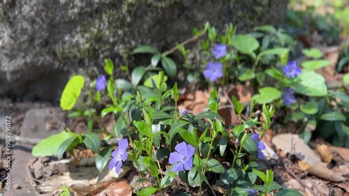 Small purple flowers growing near stones, nature and spring concept, wild plants, natural environment, greenery, outdoor floral scene with copy space