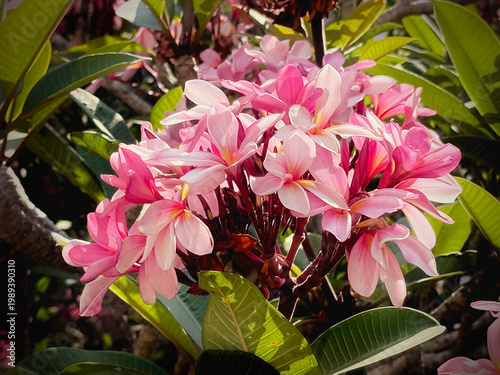 Group of Pink Plumeria flower,Shrub plant,fragrance and beautiful blooming among sunlight reflection,