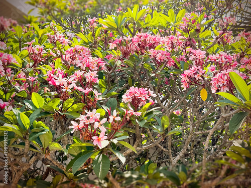 Group of Pink Plumeria flower,Shrub plant,fragrance and beautiful blooming among sunlight reflection,