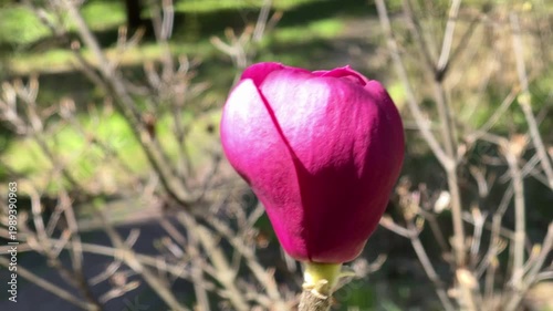 Pink flower bud in spring garden, nature and growth concept, blooming plant, fresh greenery, outdoor floral scene, natural background with copy space