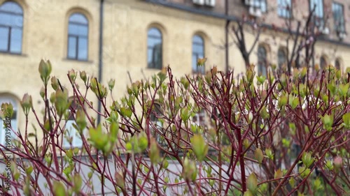 Tree branches with fresh buds in urban setting, spring growth concept, seasonal change, greenery, natural environment, city background with copy space