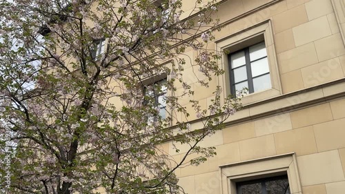 Tree branches with spring blossoms near building facade, urban nature concept, seasonal change, greenery in city, outdoor environment with copy space