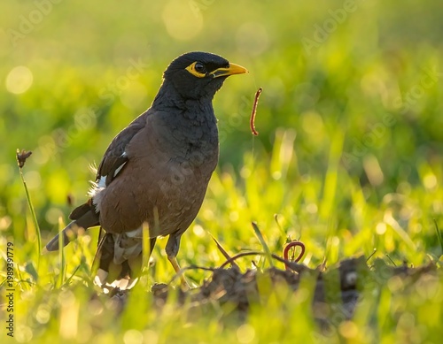 Common Myna Bird With Dark Plumage And Yellow Beak Standing On Green Grass With An Earthworm In Its Mouth In Soft Golden Sunlight