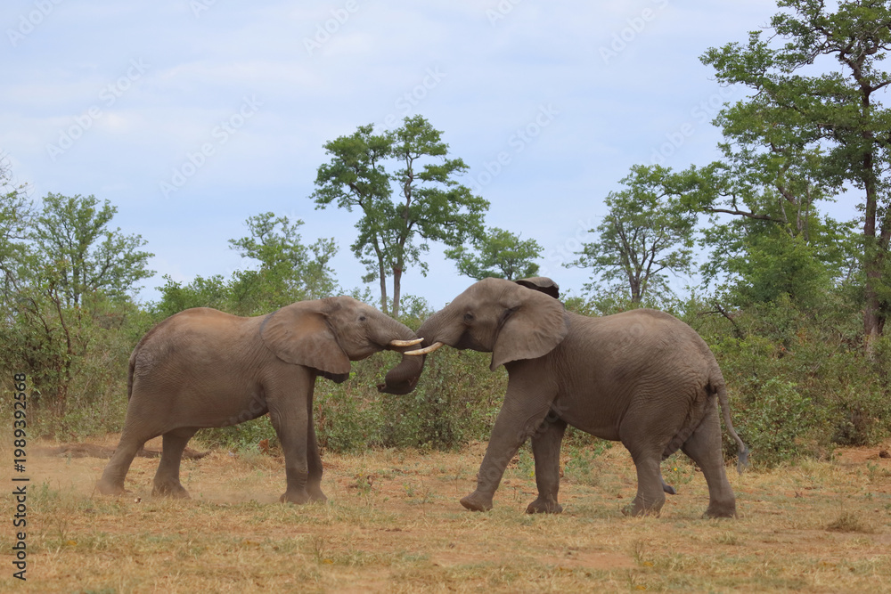 Fototapeta premium Afrikanischer Elefant / African elephant / Loxodonta africana