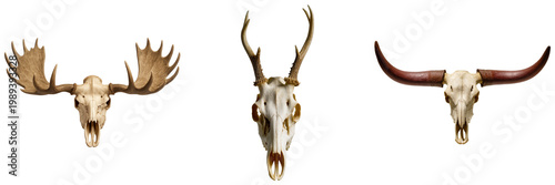Fotografie Striking photographs of three distinct animal skulls featuring prominent antlers and horns