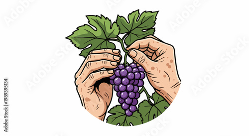 Hands harvesting a bunch of ripe purple grapes from a vine