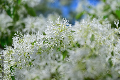 雪のような花を咲かすヒトツバタゴ