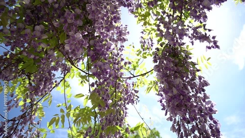 初夏の爽やかな風に吹かれる藤の花