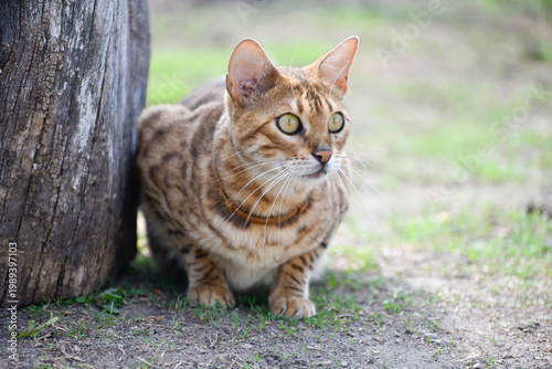 Bengal cat sits on the ground and watches distance in spring, Feline cat hunting in sunny weather