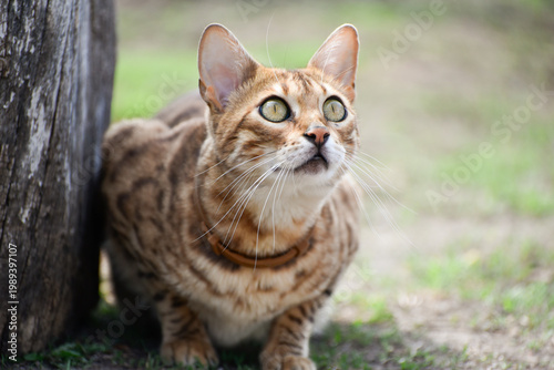 Bengal cat sits on the ground and watches distance in spring, Feline cat hunting in sunny weather
