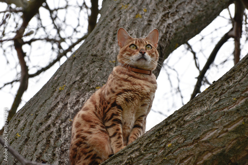 Bengal cat sitting on a tree branch and hunting for birds in spring,fat bengal cat.