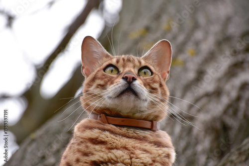 Portrait of bengal cat hunting sitting on the tree. 