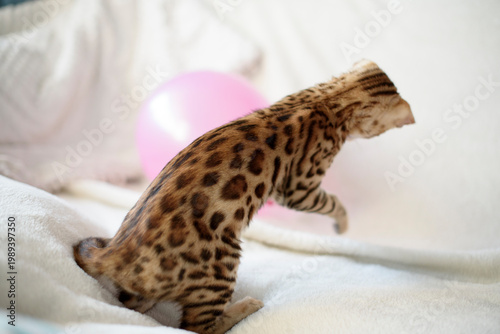 Playful Bengal kitten energetically plays with colorful balloons on a soft white sofa in a bright, cozy living room. The curious little cat jumps and reaches with its paws, showing lively character, c