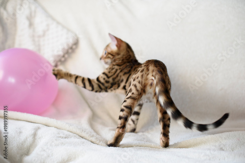 Playful Bengal kitten energetically plays with colorful balloons on a soft white sofa in a bright, cozy living room. The curious little cat jumps and reaches with its paws, showing lively character, c