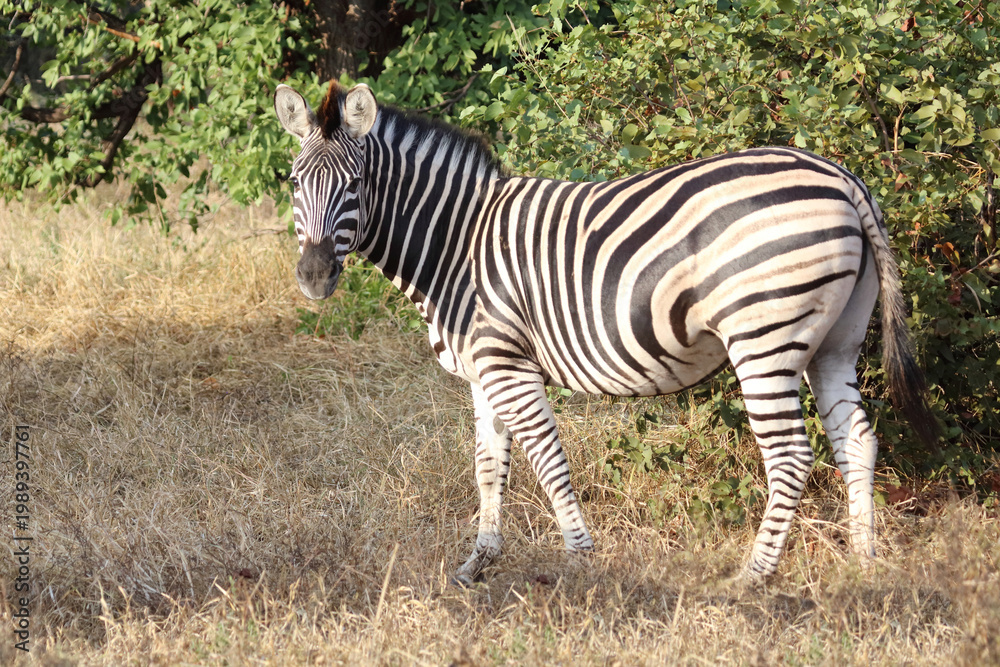 Obraz premium Steppenzebra / Burchell's zebra / Equus quagga burchellii