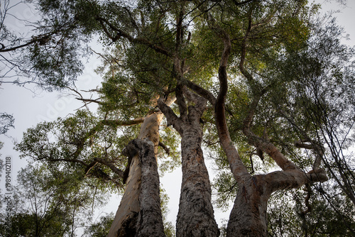Majestic Tree Canopy Reaching Toward Sky