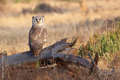 Milchuhu / Verreaux's eagle-owl  / Bubo lacteus or Ketupa lactea