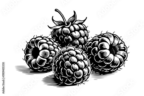 Hand-drawn black ink sketch of ripe raspberries with shading details on white background, representing a vintage fruit engraving concept