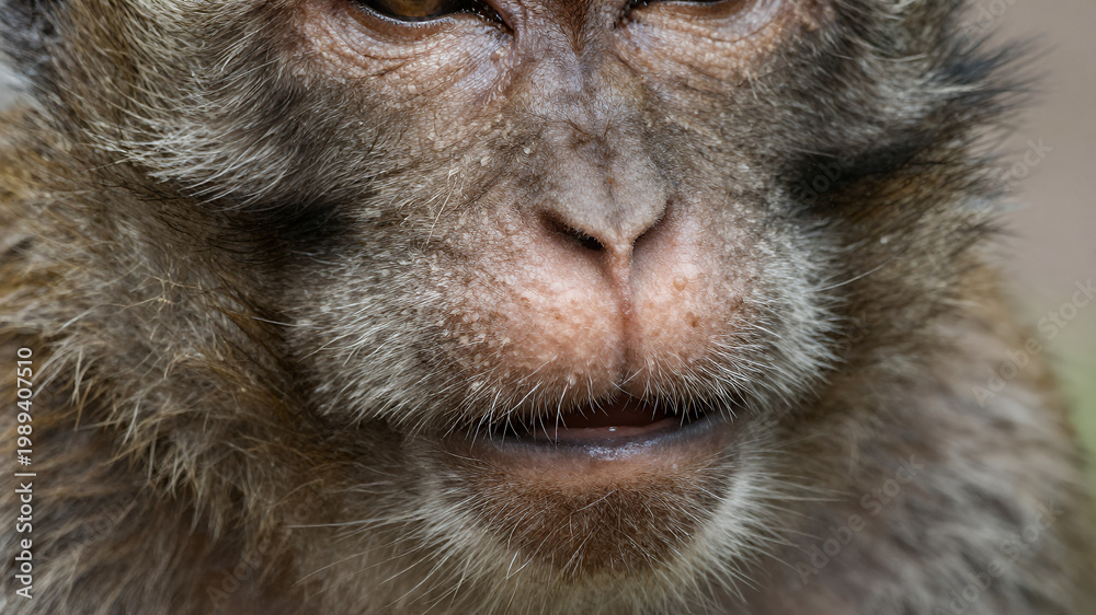 Obraz premium Close-up of a monkey's nose with detailed fur textures and pink coloration