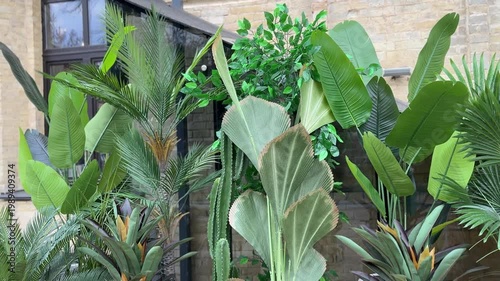 Tropical green plants in garden setting, nature and landscaping concept, lush foliage, outdoor greenery, natural environment, fresh botanical background