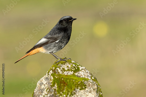 Male Black Redstart on a rocky outcrop in its territory in the last light of a late winter day