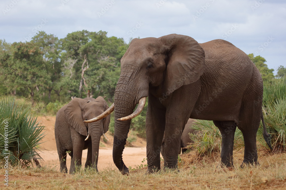 Fototapeta premium Afrikanischer Elefant / African elephant / Loxodonta africana