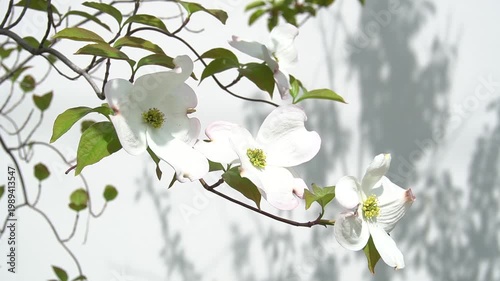 白と緑が爽やかなハナミズキの花