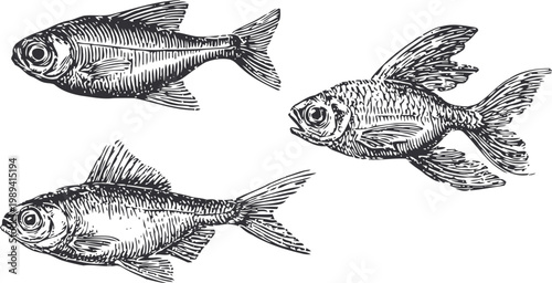Vintage illustration of three detailed fish with different fin shapes and textures