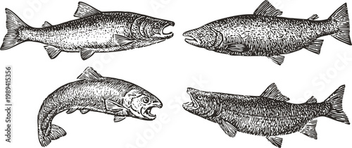 hand drawn vintage fish illustrations set freshwater aquatic animals detailed sketch collection ocean wildlife engraving