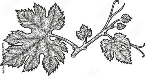 Detailed black and white illustration of grapevine leaves and tendrils with intricate botanical line art