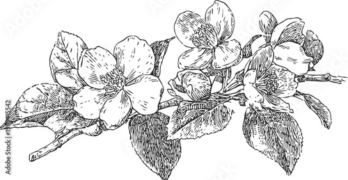 Detailed botanical illustration of blooming jasmine flowers on a branch with leaves