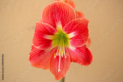 Red flowering amaryllis bloom showing vibrant petals