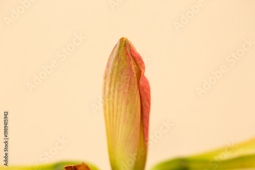 Amaryllis flower bud showing new growth and potential