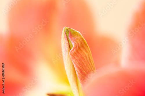 Lily flower bud slowly opening to spring