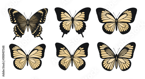 Vintage collection of diverse butterfly specimens with intricate wing patterns displayed in symmetrical rows for nature study and art.