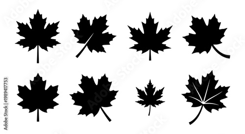 Maple leaf silhouette collection, set of 8 black autumn foliage icons, Canadian maple leaf vector shapes for fall season branding and logo design
