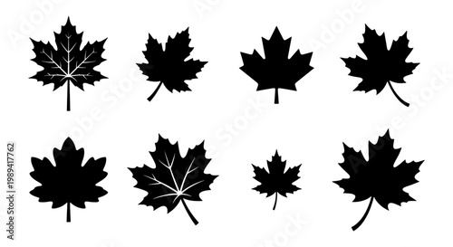 Maple leaf silhouette collection, set of 8 black autumn foliage icons. Canadian maple leaf vector symbols, minimalist fall season botanical elements