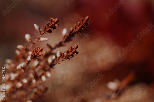Fotografie Calluna vulgaris, common heather, ling or heather in fall colors