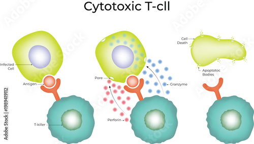 Cytotoxic T-cell Vector Illustration