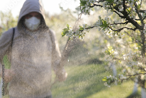 Fotografie Man Spraying Plum Orchard in Blossom – Spring Agricultural Care and Fruit Tree P