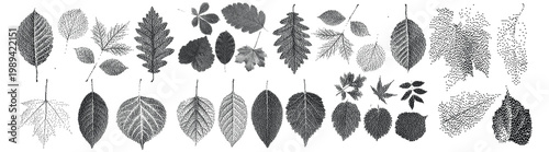 Vector art of collection of various leaf shapes and types