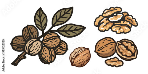 Walnut fruits and kernels in hand drawn style on white background showing organic food for healthy eating concept