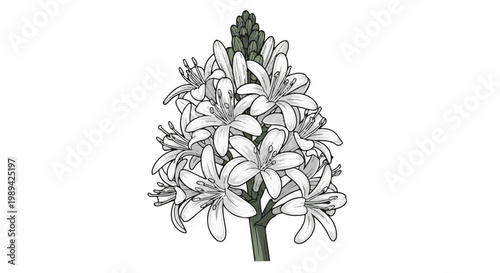 Detailed illustration of a white flowering plant with many petals