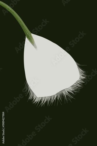 A single white poppy seed head against a dark solid background