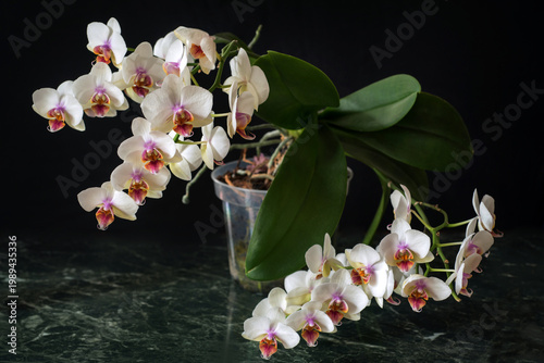 Phalaenopsis aphrodite flowering in pot on a dark marble table