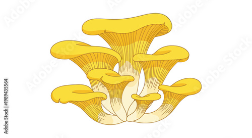 Golden Chanterelle Mushrooms Illustration - Fresh Wild Edible Fungi