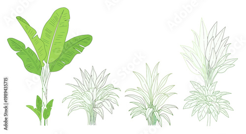 Tropical Plants Collection: Banana Tree and Lush Green Foliage Illustrations